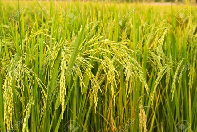 9398506-rice-plant-in-rice-field-stock-photo-thailand